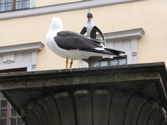 Larus fuscus