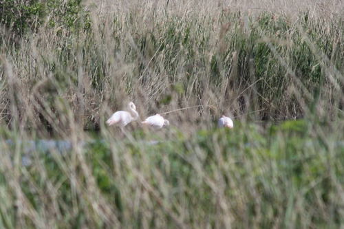 iNaturalist: (c) Gary, some rights reserved (CC BY-NC), uploaded by Gary iNaturalist image