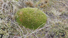 Oreobolus obtusangulus