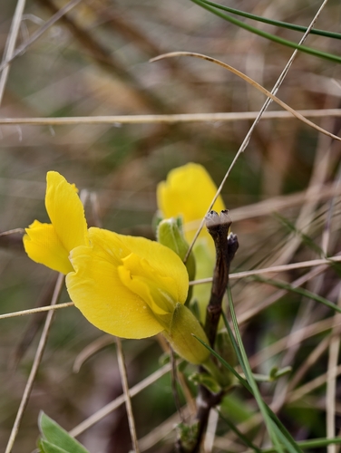 Golden broom (Chamaecytisus ratisbonensis)