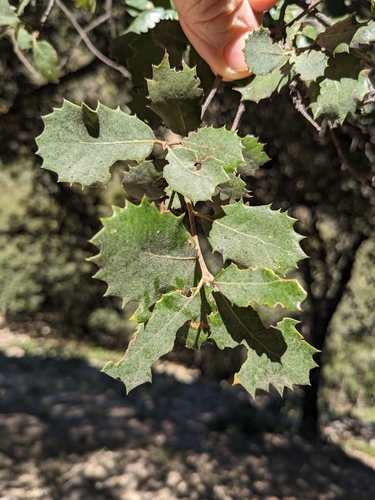 Avistamiento Encina (Dehesa Los Pedroches)