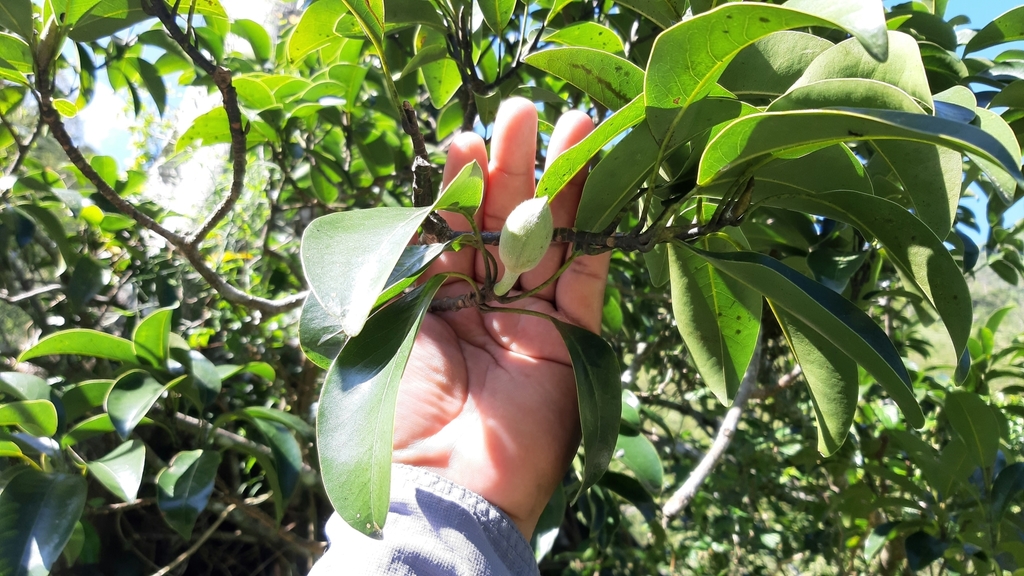 Magnolia zamudioi