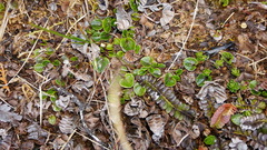 Lobelia pratiana