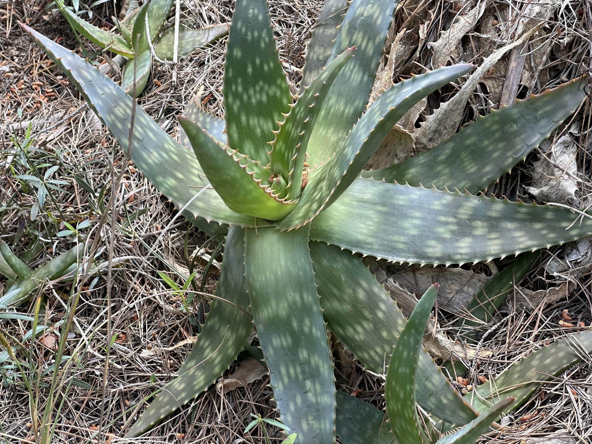 Soap Aloe (Aloe maculata)