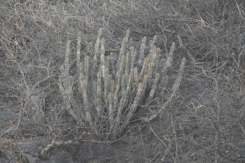 Euphorbia momccoyae, photograph 1