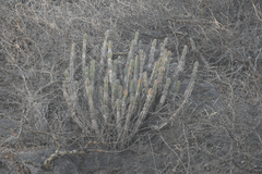Euphorbia momccoyae, photograph Julien Renoult, CC BY, iNaturalist via GBIF