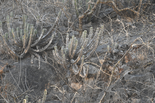 Euphorbia momccoyae, photograph 2