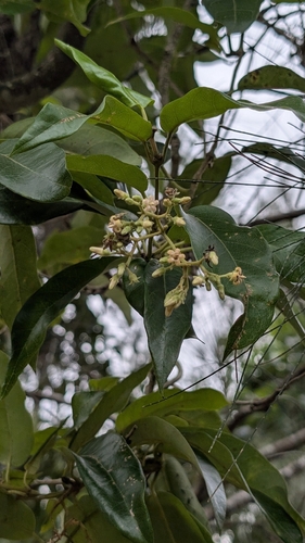 Common Silkpod (Parsonsia straminea)