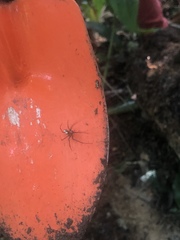 Leucauge