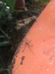 Leucauge