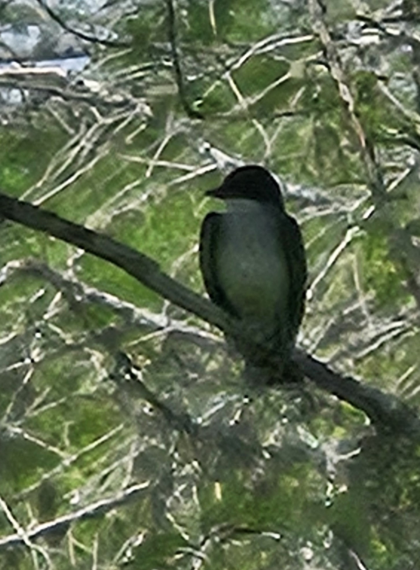 Eastern Kingbird (Tyrannus tyrannus), photo 3