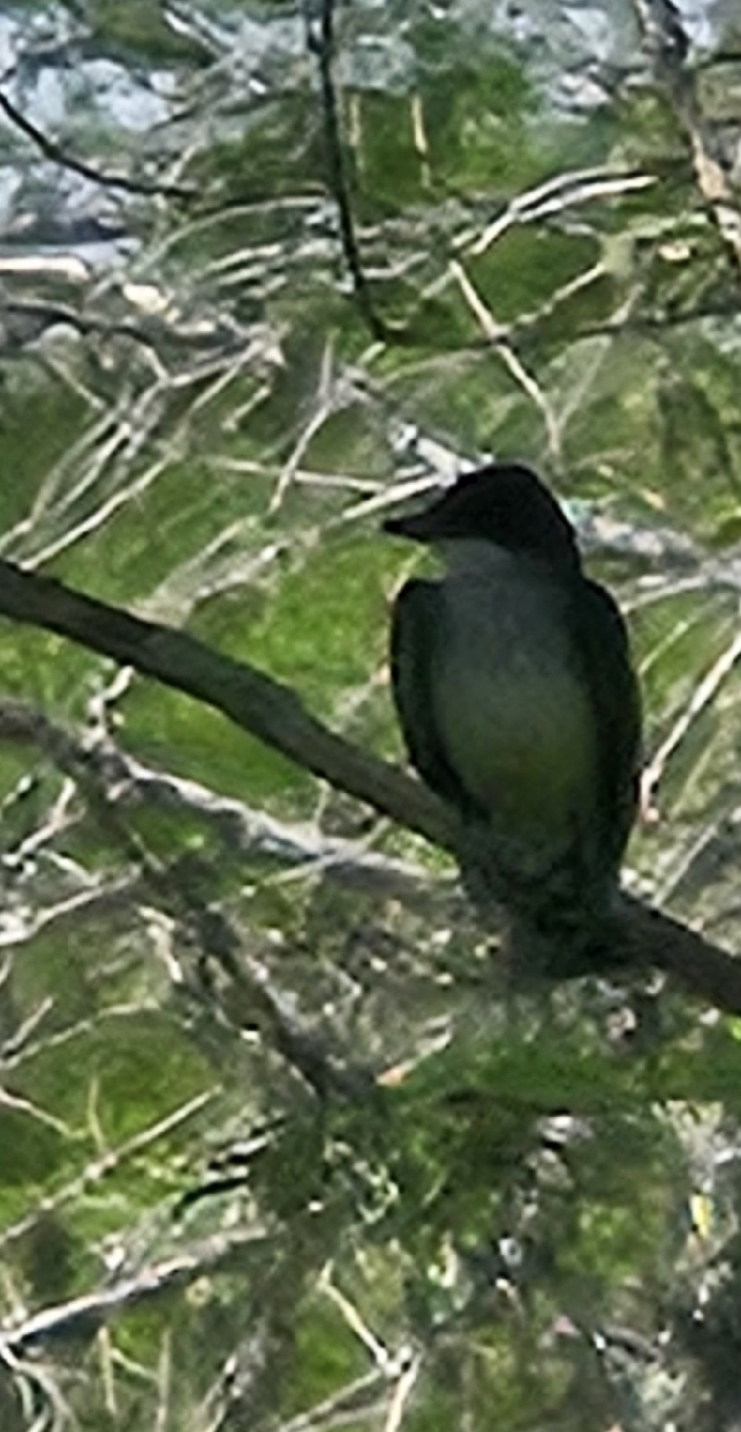 Eastern Kingbird (Tyrannus tyrannus), photo 4