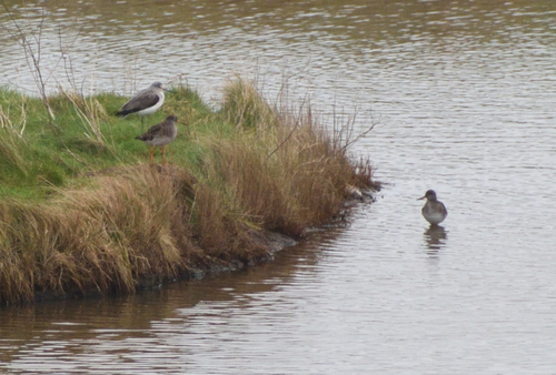 iNaturalist: (c) bitsnbirds, some rights reserved (CC BY-NC), uploaded by bitsnbirds iNaturalist image