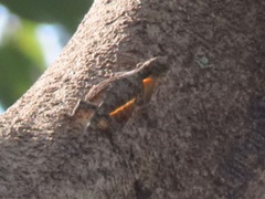 Draco maculatus divergens