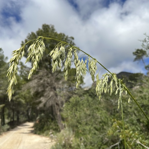 mauritanian grass (Ampelodesmos mauritanicus)