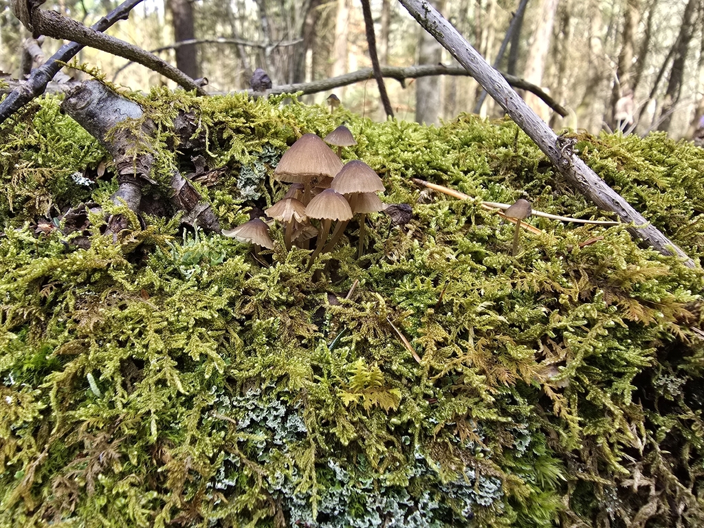 Mycena stipata