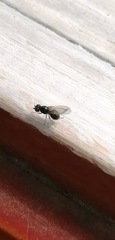 Schizostomyia