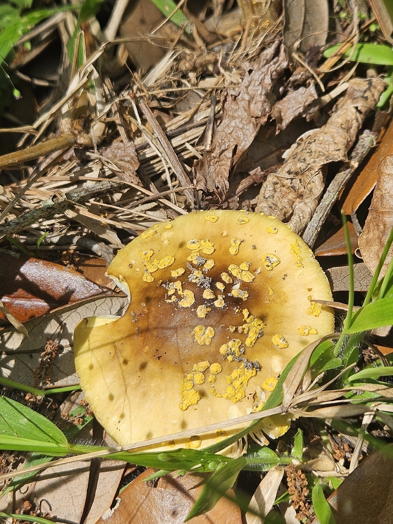 Amanita flavorubens