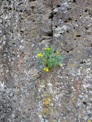 Lomatium papilioniferum