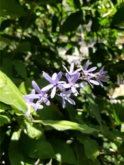 Petrea volubilis