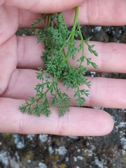 Lomatium papilioniferum