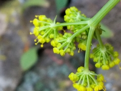 Lomatium papilioniferum