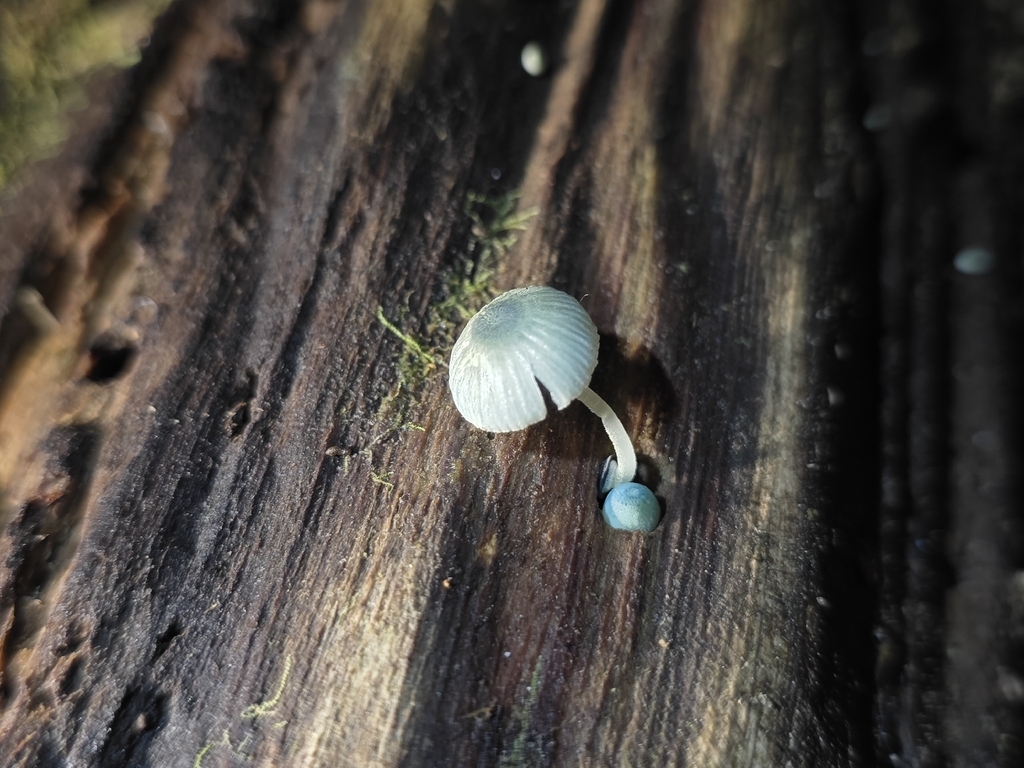 Mycena interrupta