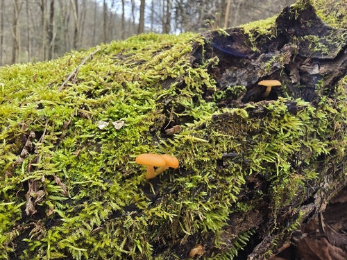 Galerina marginata — (c) Edward Hellerman, some rights reserved (CC BY)