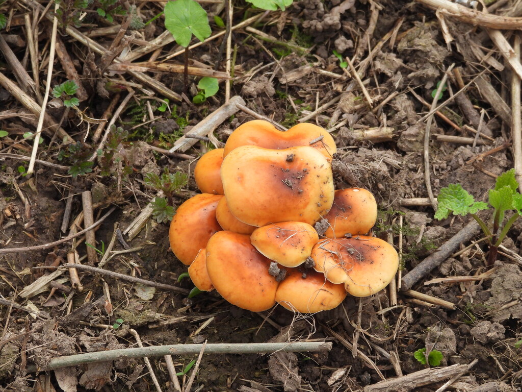 Flammulina · April 2026 · photo: © cled (iNaturalist, cc-by)