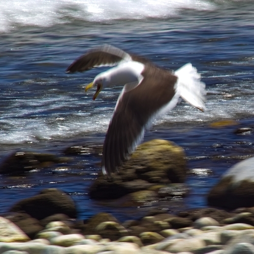 iNaturalist: (c) barbs, some rights reserved (CC BY-NC), uploaded by barbs iNaturalist image