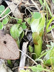 Asclepias asperula