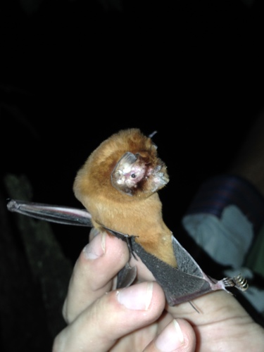 Antillean Ghost-faced Bat