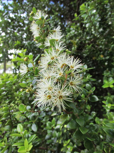 climbing rātā (Metrosideros perforata)
