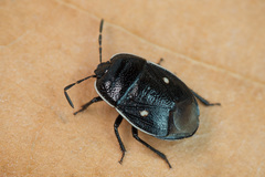 Adomerus biguttatus