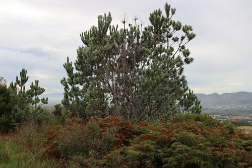 Cape Silver Tree (Leucadendron argenteum)