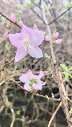 pinkshell azalea (Rhododendron vaseyi)