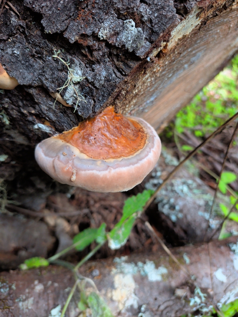Fomitopsis mounceae · April 2026 · photo: © eugeneingerman (iNaturalist, cc0)