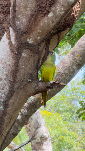 Peach-fronted Parakeet