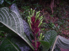 Odontonema barlerioides