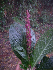 Odontonema barlerioides