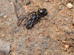 Ectomomyrmex