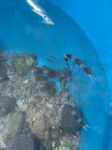 Stenopus hispidus observed 2026-04-04