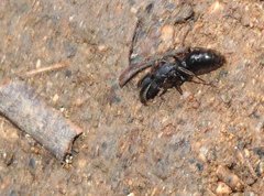 Ectomomyrmex