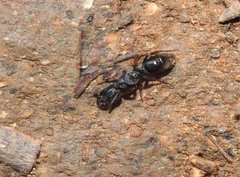 Ectomomyrmex