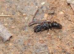 Ectomomyrmex