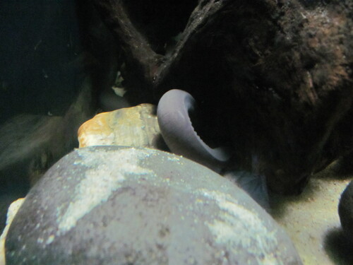 Rubber Eel, Typhlonectes natans