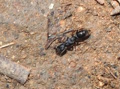 Ectomomyrmex