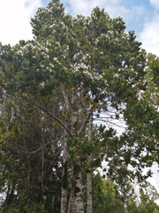 Eucryphia cordifolia