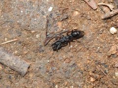 Ectomomyrmex