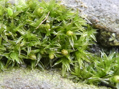 Orthotrichum diaphanum